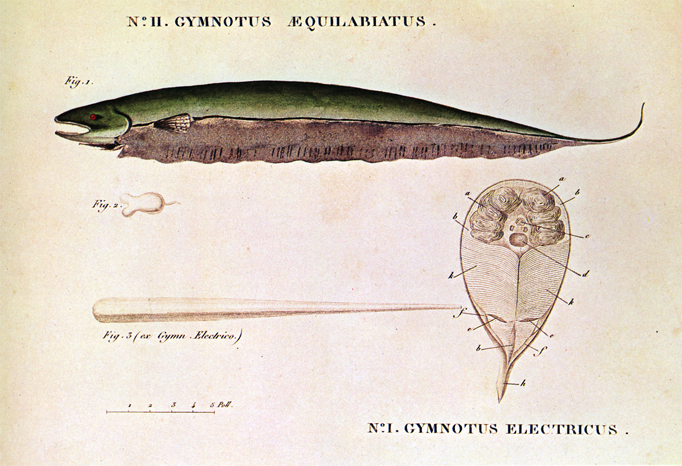 Gymnotus Eelectricus